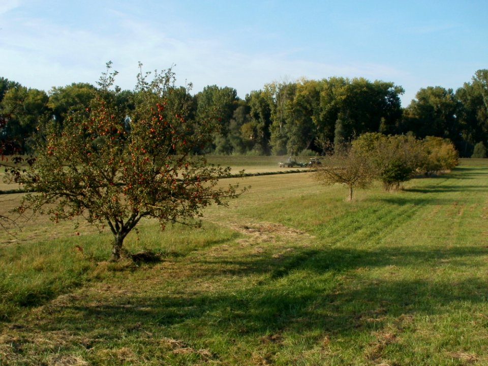 20110926Streuobstwiese_Rheinhausen1