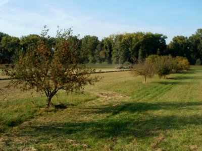 20110926Streuobstwiese_Rheinhausen1