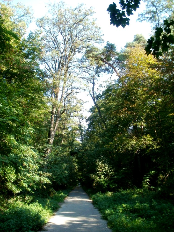 20110926Sternallee03