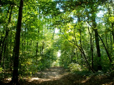 20110926Sternallee05