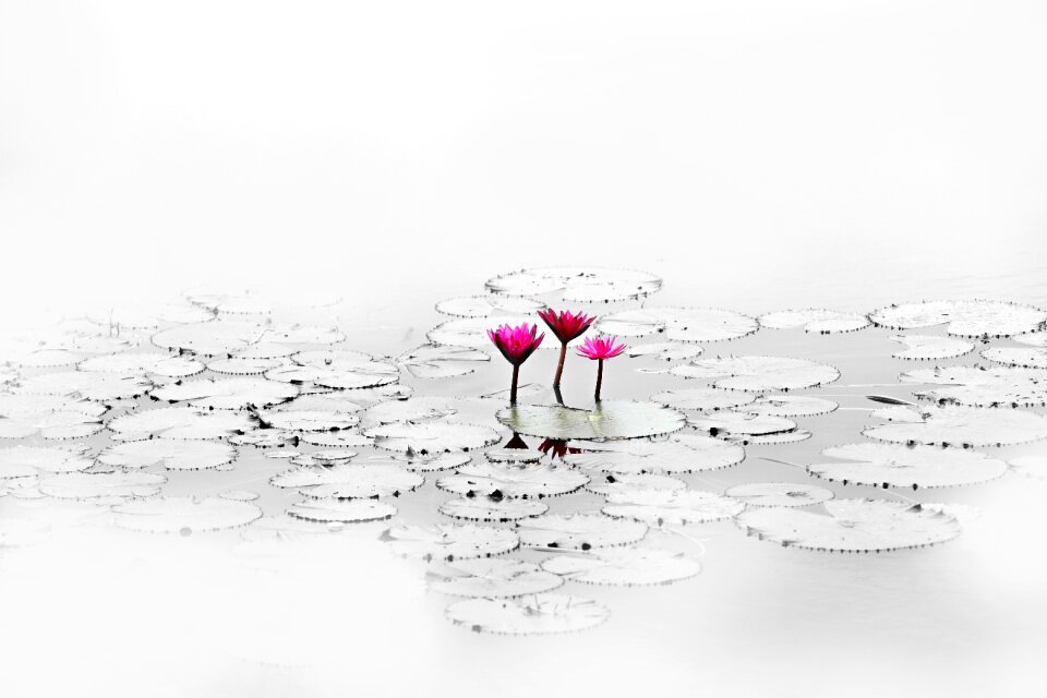 Quiet pond water plant