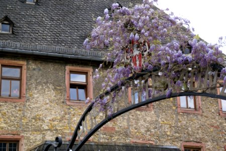 2012.09.24.155301_Tor_Glyzinie_Kirchgasse_Eltville