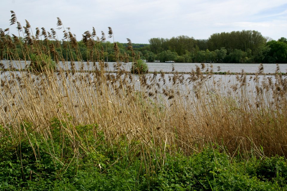 2012.09.24.144511_Rhein_Eltville