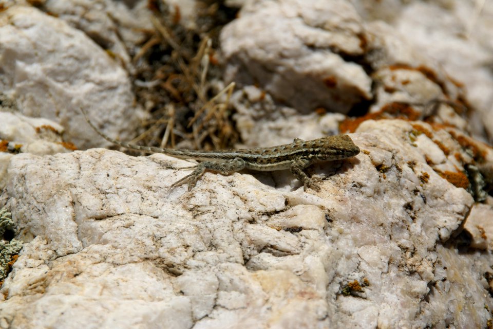 2012.10.01.102137_Lizard_Antelope_Island_Utah
