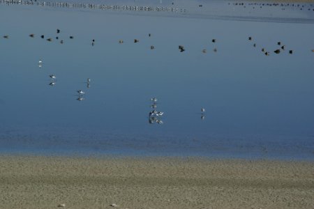 2012.10.01.093235_American_avocets_Antelope_Island_Utah