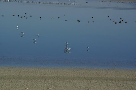 2012.10.01.093235_American_avocets_Antelope_Island_Utah photo