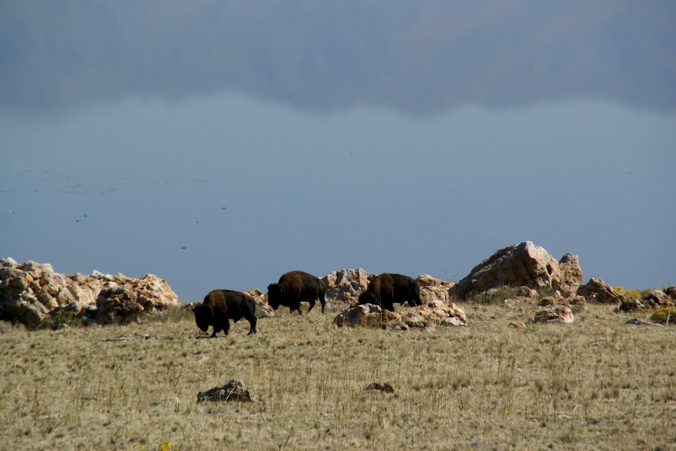2012.10.01.112505_Bison_Antelope_Island_Utah