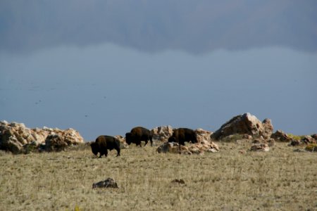 2012.10.01.112505_Bison_Antelope_Island_Utah