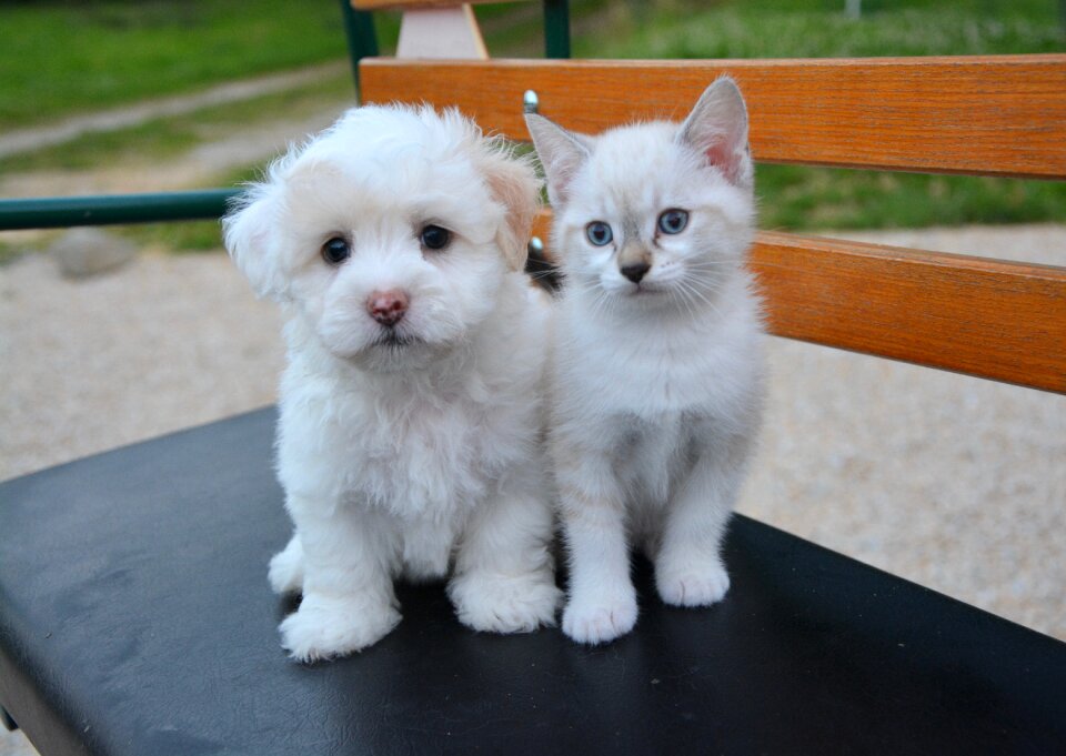 Domestic animal animals cat