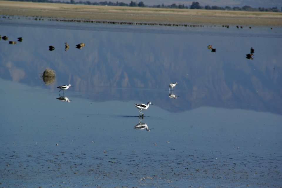 2012.10.01.093400_American_avocets_Antelope_Island_Utah
