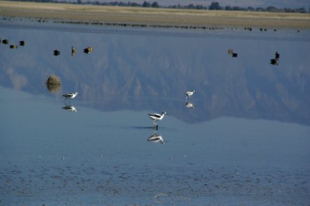 2012.10.01.093400_American_avocets_Antelope_Island_Utah photo