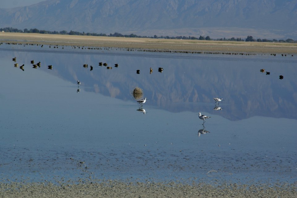 2012.10.01.093357_American_avocets_Antelope_Island_Utah