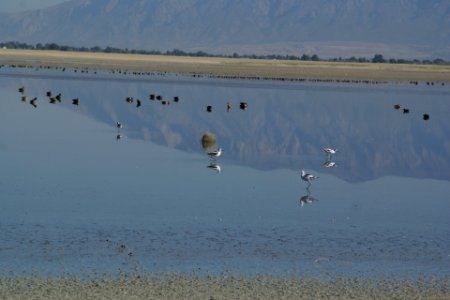 2012.10.01.093357_American_avocets_Antelope_Island_Utah photo