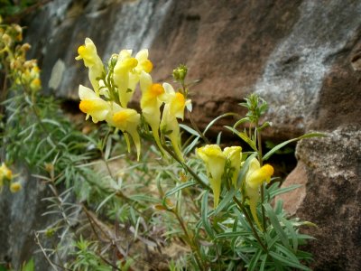 20120629Linaria_vulgaris6