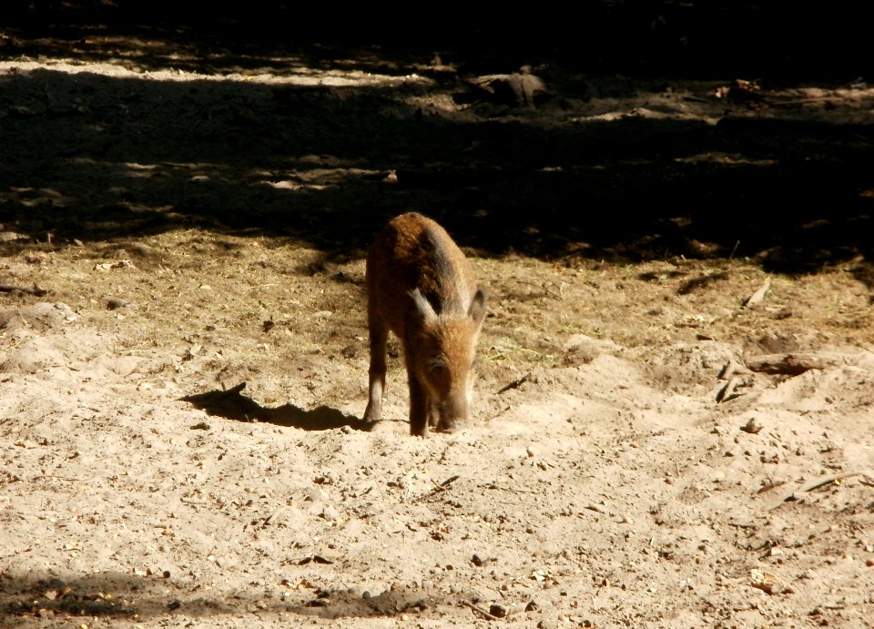 20110928Wildgehege_Oftersheim1