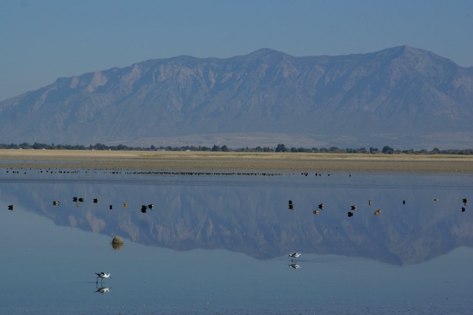 2012.10.01.093340_American_avocets_Antelope_Island_Utah photo