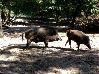 20110928Wildgehege_Oftersheim4