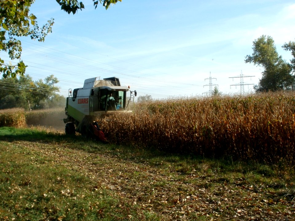 20110929Maisernte_Rheinhausen03