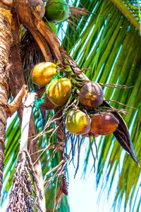 Coconut tree exotic vacations photo