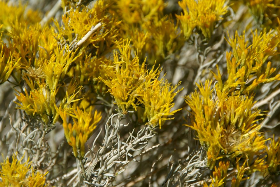 2012.10.01.121213_Shrub_Antelope_Island_Utah
