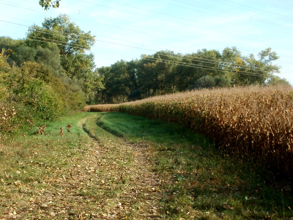 20110929Maisernte_Rheinhausen01