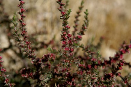 2012.10.01.121041_Shrub_Antelope_Island_Utah