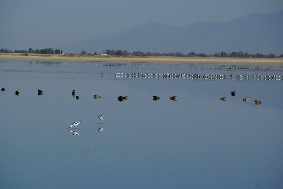 2012.10.01.093408_American_avocets_Antelope_Island_Utah photo