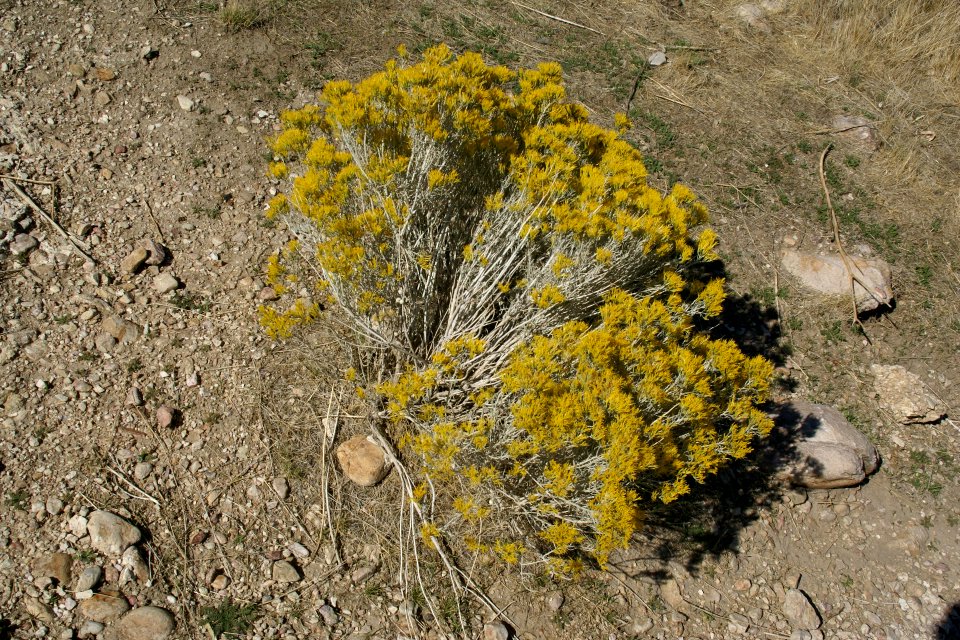 2012.10.01.121156_Shrub_Antelope_Island_Utah