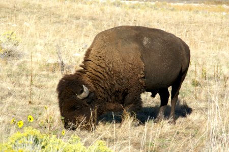 2012.10.01.151448_Bison_-_Bison_bison_-_Antelope_Island_Utah