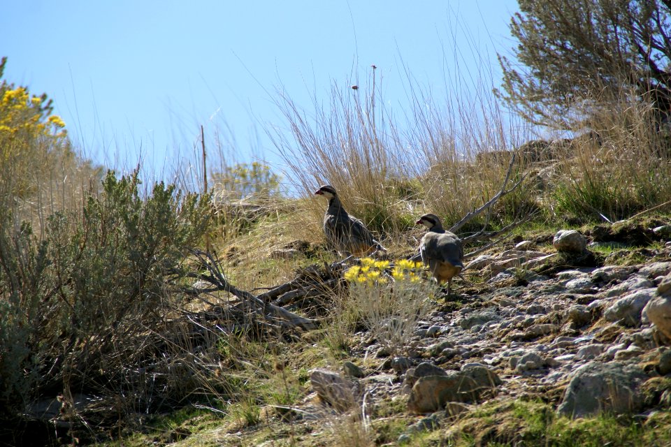2012.10.01.115557_Chukar_Partridges_-_Alectoris_chukar_-_Antelope_Island_Utah