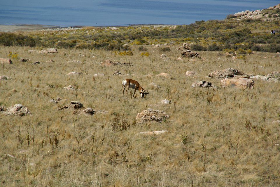 2012.10.01.112952_Pronghorn_-_Antilocapra_americana_-_Antelope_Island_Utah