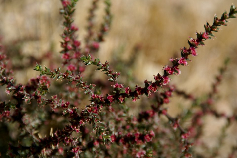 2012.10.01.121037_Shrub_Antelope_Island_Utah