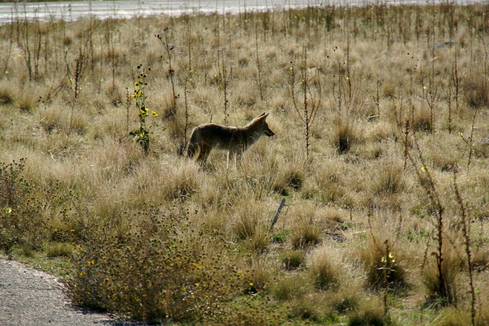 2012.10.01.150534_Coyote_-_Canis_latrans_mearnsi_-_Antelope_Island_Utah