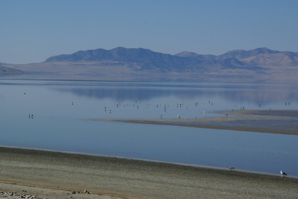 2012.10.01.143252_American_avocets_Antelope_Island_Utah