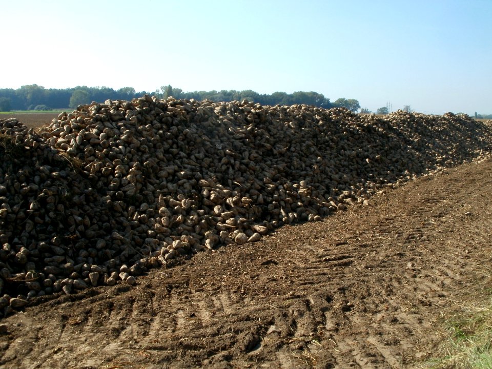 20111002Zuckerrueben_Hockenheim01