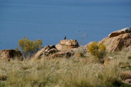 2012.10.01.120634_Bird_Antelope_Island_Utah photo
