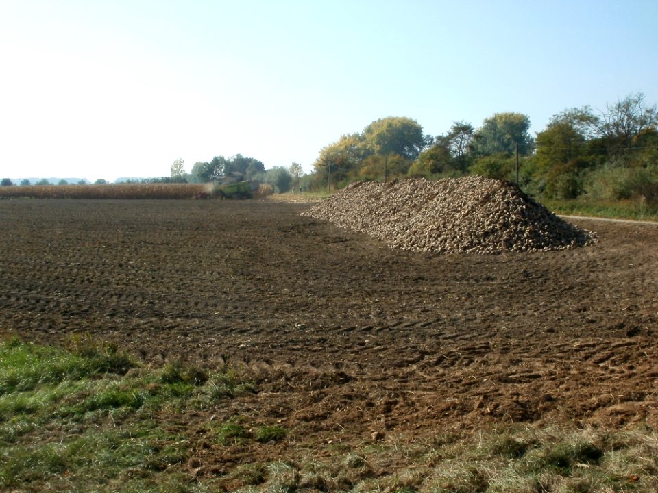 20111002Zuckerrueben_Hockenheim13