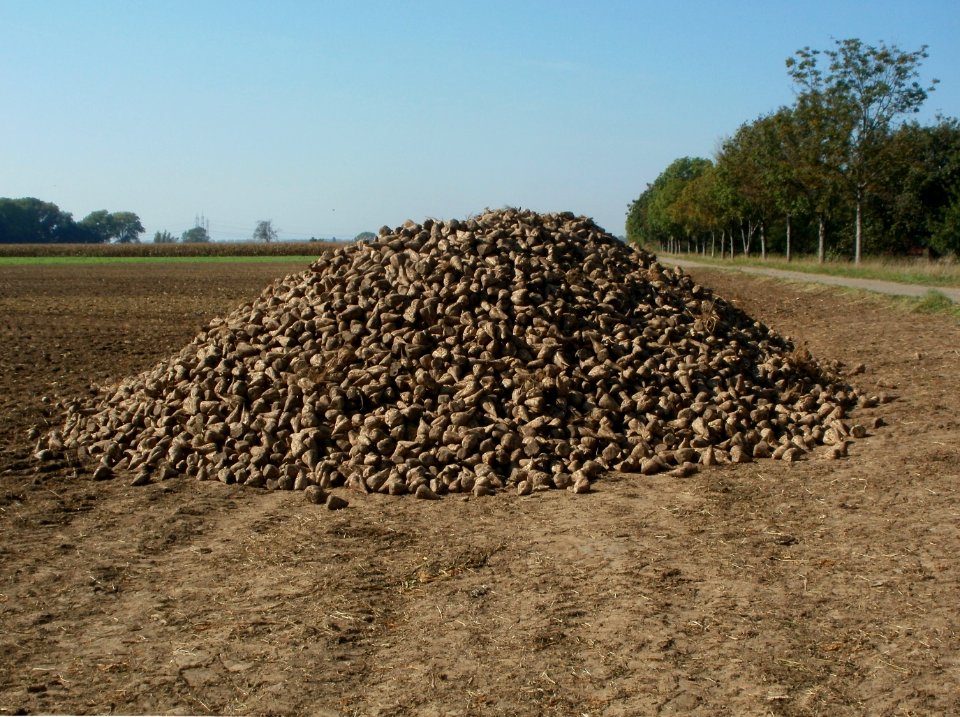 20111002Zuckerrueben_Hockenheim02