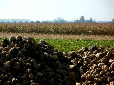 20111002Zuckerrueben_Hockenheim11
