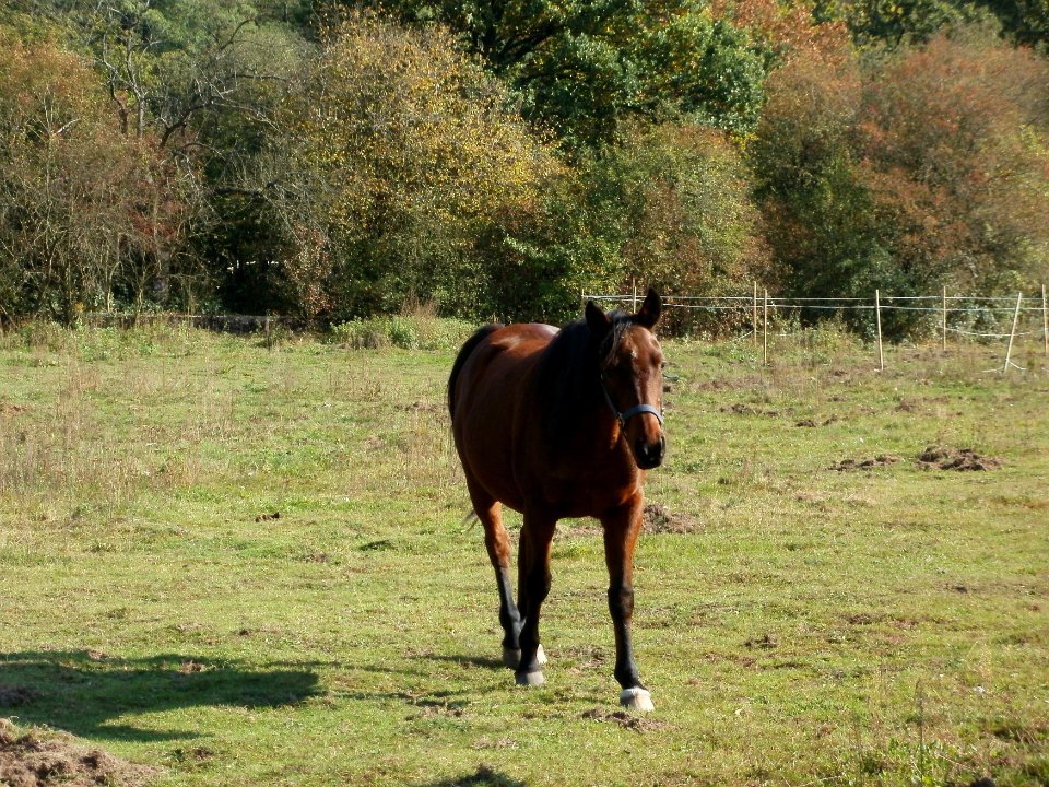 20111016Pferd_Saarbruecken1