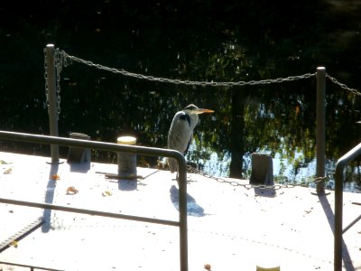 20111014Graureiher_Staden_Saarbruecken3
