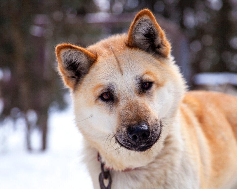 Portrait sled dog looking