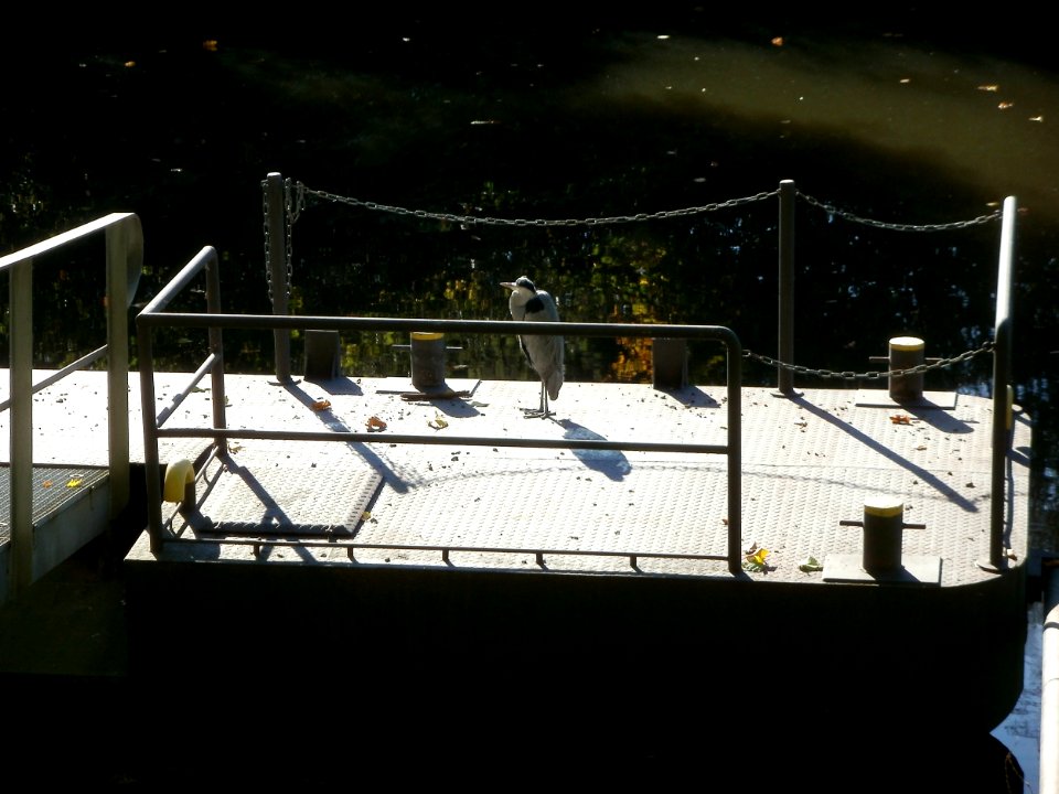 20111014Graureiher_Staden_Saarbruecken2