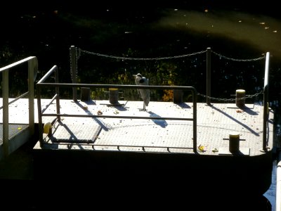 20111014Graureiher_Staden_Saarbruecken2