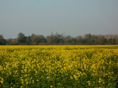 20111003Rapsfeld_Speyer