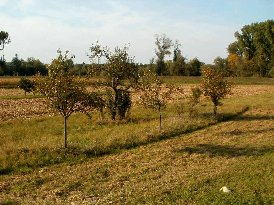 20110926Streuobstwiese_Rheinhausen2