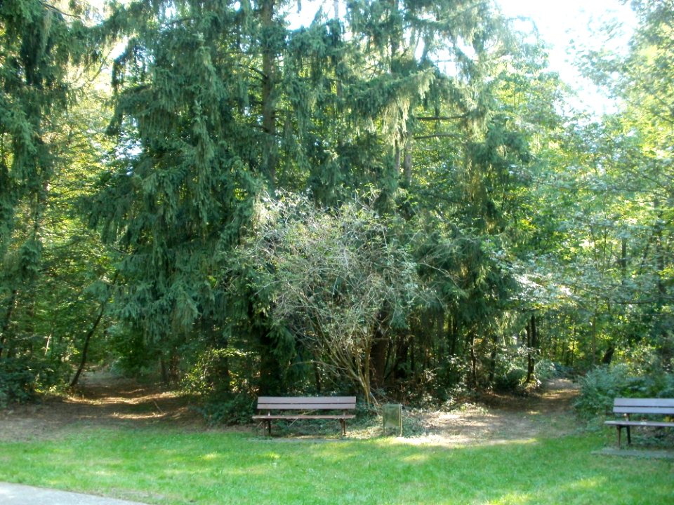 20110926Sternallee12