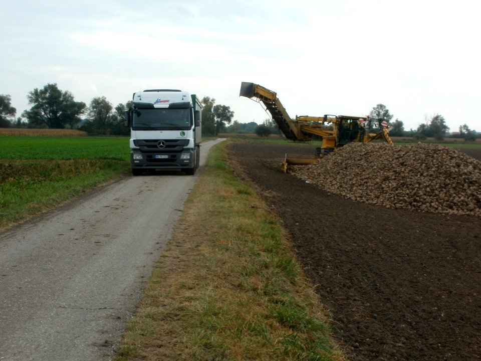 20111005Zuckerrueben_Rheinhausen1