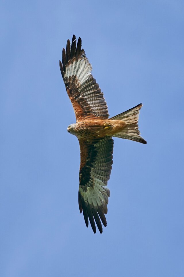 Raptor bird sky