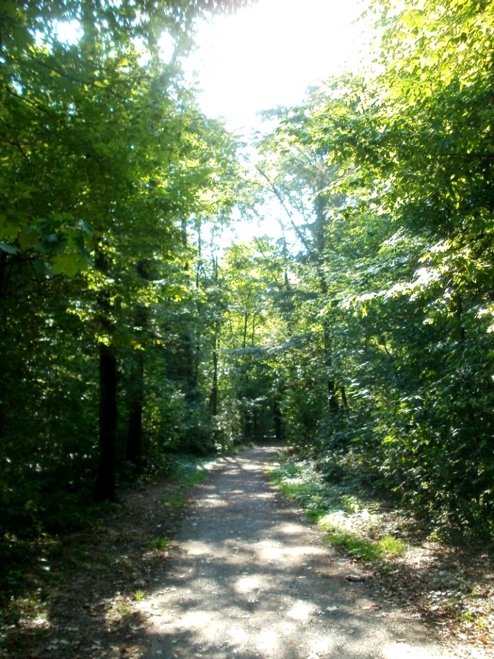 20110926Sternallee07